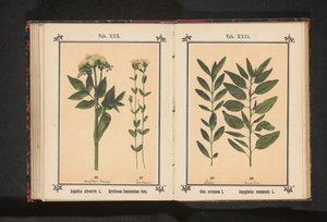 Olivengren og en mandelgren Olea europaea L. Amygdalus communis L. (titel på objekt) af Anonymous