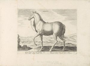 Paard ud Albanië Albanus (titel på objekt) Paardenrassen uit de Koninklijke stallen van Don Juan van Austria (serietitel) Hesten, hvor alle slags adelige: hestes opførsel, der skelnes fra forskellige dele af verden udvalgt (...) (serietitel på obj af Anonymous