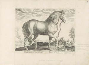 Paard ud Calabrien Calabar (titel på objekt) Paardenrassen uit de Koninklijke stallen van Don Juan van Austria (serietitel) Hesten, hvor alle slags adelige: hestes opførsel adskilles fra forskellige dele af verden udvalgt (...) (serietitel på ob af Anonymous