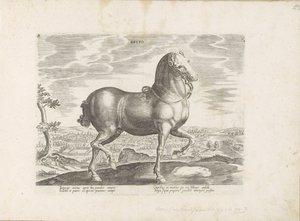 Paard uit Engeland Brito (titel på objekt) Paardenrassen uit de Koninklijke stallen van Don Juan van Austria (serietitel) Hesten, hvor alle slags adelige: hestes opførsel adskilt fra forskellige dele af verden udvalgt (...) (serietitel på obje af Anonymous