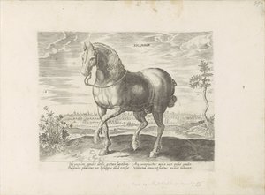Paard uit Gelre Sicamber (titel på objekt) Paardenrassen uit de Koninklijke stallen van Don Juan van Austria (serietitel) Hesten, hvor alle slags adelige: hestes opførsel adskilt fra forskellige dele af verden udvalgt (...) (serietitel på obje af Anonymous