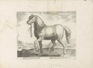 Paard uit Gulik (Juliacus) Julia (titel på objekt) Paardenrassen uit de Koninklijke stallen van Don Juan van Austria (serietitel) Hesten, hvor alle slags adelige: udvalgt fra forskellige dele af verden kendetegnet ved opførsel af heste (...) (serie af af Anonymous