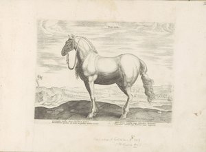 Paard ud Noord-Italien Insuber (titel på objekt) Paardenrassen uit de Koninklijke stallen van Don Juan van Austria (serietitel) Hesten, hvor alle slags adelige: hestes opførsel adskilles fra forskellige dele af verden udvalgt (...) (serietitel o af Anonymous