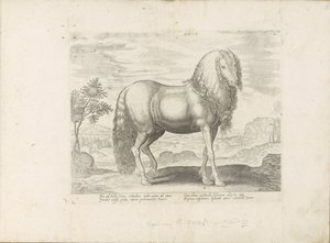 Paard uit Roemenië (hollandsk) Dacus (titel på objekt) Paardenrassen uit de Koninklijke stallen van Don Juan van Austria (serietitel) Hesten, hvor alle former for adelsmænd: opførsel af heste adskilt fra forskellige dele af verden udvalgt (...) (serietitel af Anonymous