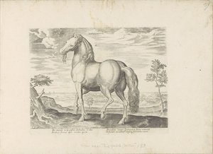 Paard fra Sardinien Sardonicus (titel på objekt) Paardenrassen uit de Koninklijke stallen van Don Juan van Austria (serietitel) Hesten, hvor alle former for adelsmænd: hestes opførsel adskilt fra forskellige dele af verden udvalgt (...) (serietitel på af Anonymous