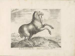Paard ud Scythia Cimber (titel på objekt) Paardenrassen uit de Koninklijke stallen van Don Juan van Austria (serietitel) Hesten, hvor alle slags adelige: hestes opførsel adskilt fra forskellige dele af verden udvalgt (...) (serietitel på obje af Anonymous
