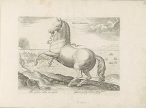 Paard ud Spanien Spansk hest (titel på objekt) Paardenrassen uit de Koninklijke stallen van Don Juan van Austria (serietitel) Hesten, hvor alle former for adelsmænd: hestes opførsel adskilt fra forskellige dele af verden udvalgt (...) (serietitel af Anonymous