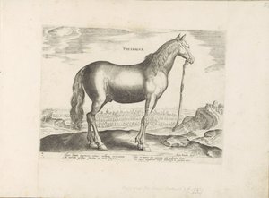 Paard uit Thessalië Thessalien (titel på objekt) Paardenrassen uit de Koninklijke stallen van Don Juan van Austria (serietitel) Hesten, hvor alle former for adelsmænd: hestes opførsel adskilt fra forskellige dele af verden udvalgt (...) (serietitel på af Anonymous