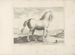 Paard uit Vlaanderen Flandern (titel på objekt) Paardenrassen uit de Koninklijke stallen van Don Juan van Austria (serietitel) Hesten, hvor alle former for adelsmænd: hestes opførsel adskilt fra forskellige dele af verden udvalgt (...) (serietitel på af Anonymous