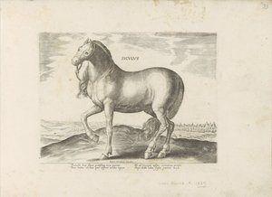 Paard van Sicilie Siculus (titel på objekt) Paardenrassen uit de Koninklijke stallen van Don Juan van Austria (serietitel) Hesten, hvor alle slags adelige: hestes opførsel adskilt fra forskellige dele af verden udvalgt (...) (serietitel på obj af Anonymous