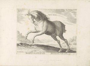 Paard van het ras Royal Horse (de Koninklijke) Den kongelige hest (titel på objekt) Paardenrassen uit de Koninklijke stallen van Don Juan van Austria (serietitel) En hest, hvor alle slags adelige: kendetegnet ved manerer af heste fra forskellige dele af ve af Anonymous