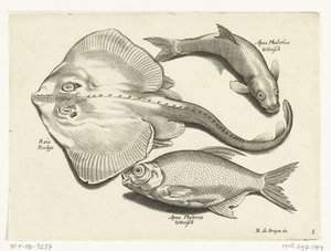 Rokke, brasen og hvidfisk Libelivs diverse Genera piscium complectens (serietitel) Ferskvandsfisk, havfisk, frøer, krebsdyr og havdyr (serietitel) af Anonymous