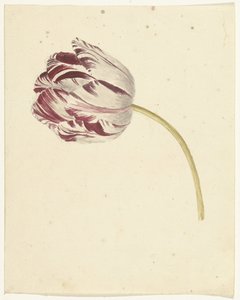 Rød-hvid tulipan af Anonymous