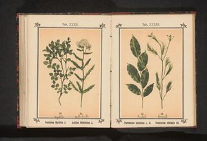 Rød sandeltræ og fennikelurt Pterocarpus santalinus L. fil. Foeniculum officinale Al.. (titel på objekt) af Anonymous