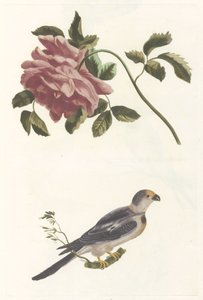 Rose og Parakit af Anonymous