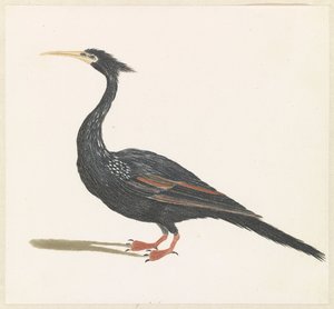 Slangenhalsvogel af Anonymous