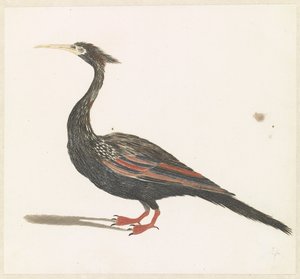Slangenhalsvogel af Anonymous