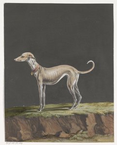 Stående greyhound til venstre af Anonymous