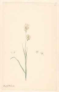 Gren af ​​Ixia polystachya med pistil og blomsterdetaljer af Anonymous