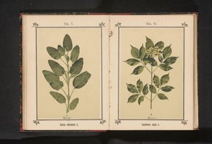 Gren af ​​en rigtig vismand Salvia officinalis. L. (titel på objekt) af Anonymous