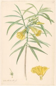 Gren af ​​en gul blomst (slags lilje) med detaljer af pistil og blomst af Anonymous