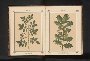 En gren af ​​en hunderose Rosa canina (titel på objekt) af Anonymous