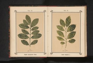 Gren af ​​et kamfertræ Laurus Camphora L. (titel på objekt) af Anonymous