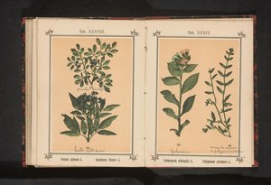 Gren af ​​en sorttorn og en urtehylde Prunus spinosa L. Sumbucus Ebulus L. (titel på objekt) af Anonymous