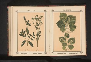 Gren af ​​en sommerkalk og en gren af ​​en vinterkalk Tilia grandifolia Ehrh. Tilia parvifolia Ehrh. (titel på objekt) af Anonymous