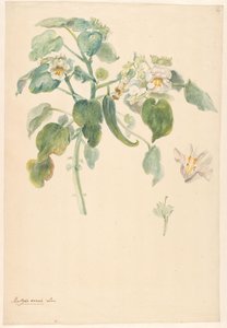 Hvid katteklo-gren med pistil og blomsterdetaljer af Anonymous