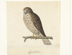Torenvalk Gavilane (titel på objekt) Lombard album (serietitel) af Anonymous