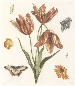 Tulipaner, andre blomster, sommerfugle og en flue af Anonymous