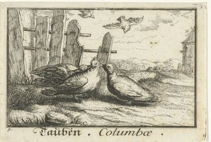 To duer ved et hegn Tauben, Columbae (titel på objekt) af Anonymous