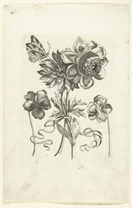 Fire blomster, heraf to violer Novae Florum Icones (serietitel) af Anonymous