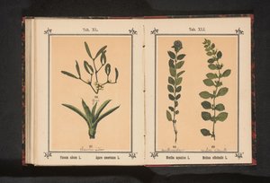 Vand mynte og citronmelisse Mentha aquatica L. Melissa officinalis L. (titel på objekt) af Anonymous