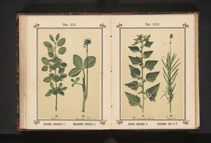 Wedgedoorn og vandtørre blade Rhamnus cathartica L. Menyanthes trifoliata L. (titel på objekt) af Anonymous