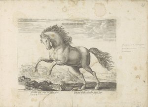 Vild hest Equus Liber et Incopositus (titel på objekt) Hesten, hvor alle slags adelige: hestes opførsel adskilt fra forskellige dele af verden udvalgt (...) (serietitel på objekt) af Anonymous