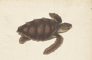 Zeeschildpad Tortugas - Eretmochelys imbricata / Hawksbill Turtle / karetschildpad (titel på objektet) Lombard album (serietitel) af Anonymous