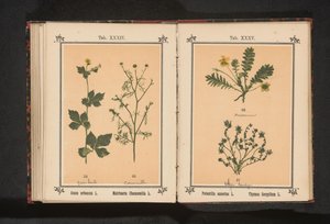 Sølvren og lille timian Potentilla anserina L. Thymus Serpyllum L. (titel på objekt) af Anonymous