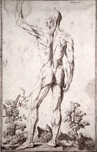 Anatomisk undersøgelse af det menneskelige muskelsystem (gravering af Anonymous Anonymous