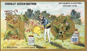 Belladonna: den søde bitre, medicin. Gravering (chromo). Reklamekromolitografi for Guerin-Boutron-chokolader, slutningen af det 19. århundrede. Illustree Botanisk Serie. af Anonymous Anonymous