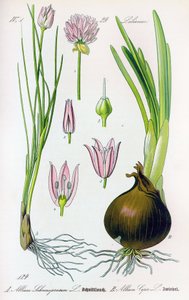 Botanisk bord: Allium schoenoprasum (purløg) og allium cepa (løg). Tavle 29. Privat Samling af Anonymous Anonymous