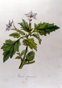 Botanisk tavle: Datura Stramonium (Datura stramoine eller stramoine officinale). Indgravering i "Flora Monacensis" af Franz von Paula Schrank (1747-1835), tysk naturforsker, Monaco 1816. af Anonymous Anonymous