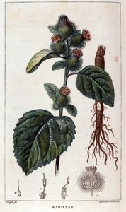 Botanisk tavle: burre (arctium). 1800-tallets farvestik. af Anonymous Anonymous