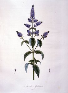 Botanisk tavle: vild mynte (mentha sylvestris). 1800-tals gravering. af Anonymous Anonymous