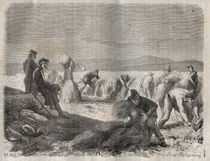 Høste styrker i fængslet i Belle-Ile-en-Mer (smuk ø til søs) i det 19. århundrede. Indgravering i "Fangernes historie fra deres skabelse til i dag"" (1877) af Pierre Zaccone (1817-1895) (Colonia Penale - Straffekoloni). Privat samling. af Anonymous Anonymous