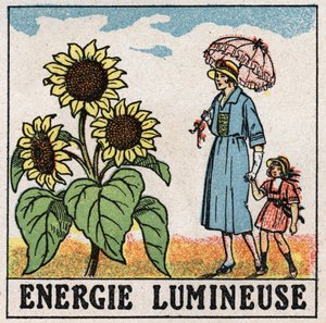 Lysenergi: solsikke påvirkes af sollys. Anonym illustration fra 1925. Privat samling. af Anonymous Anonymous