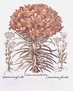 Lily og Centaurea, tysk af Anonymous Anonymous
