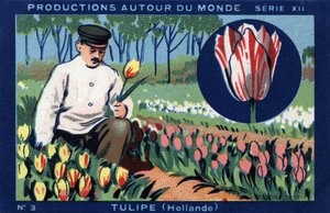 Produktioner over hele verden: tulipan i Holland. Chromolithography fra 1933 i "" Joseph-Milliat Album"" af Anonymous Anonymous