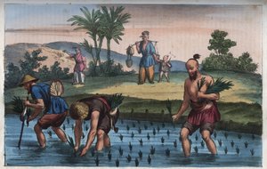 Risplantage, Kina (la ris) - indgravering fra "" Skikke og traditioner for alle mennesker i universet. Det vil sige historien om regeringen, lovene, militsen, om alle nationers religion fra de fjerneste tider til i dag "1856 af Anonymous Anonymous